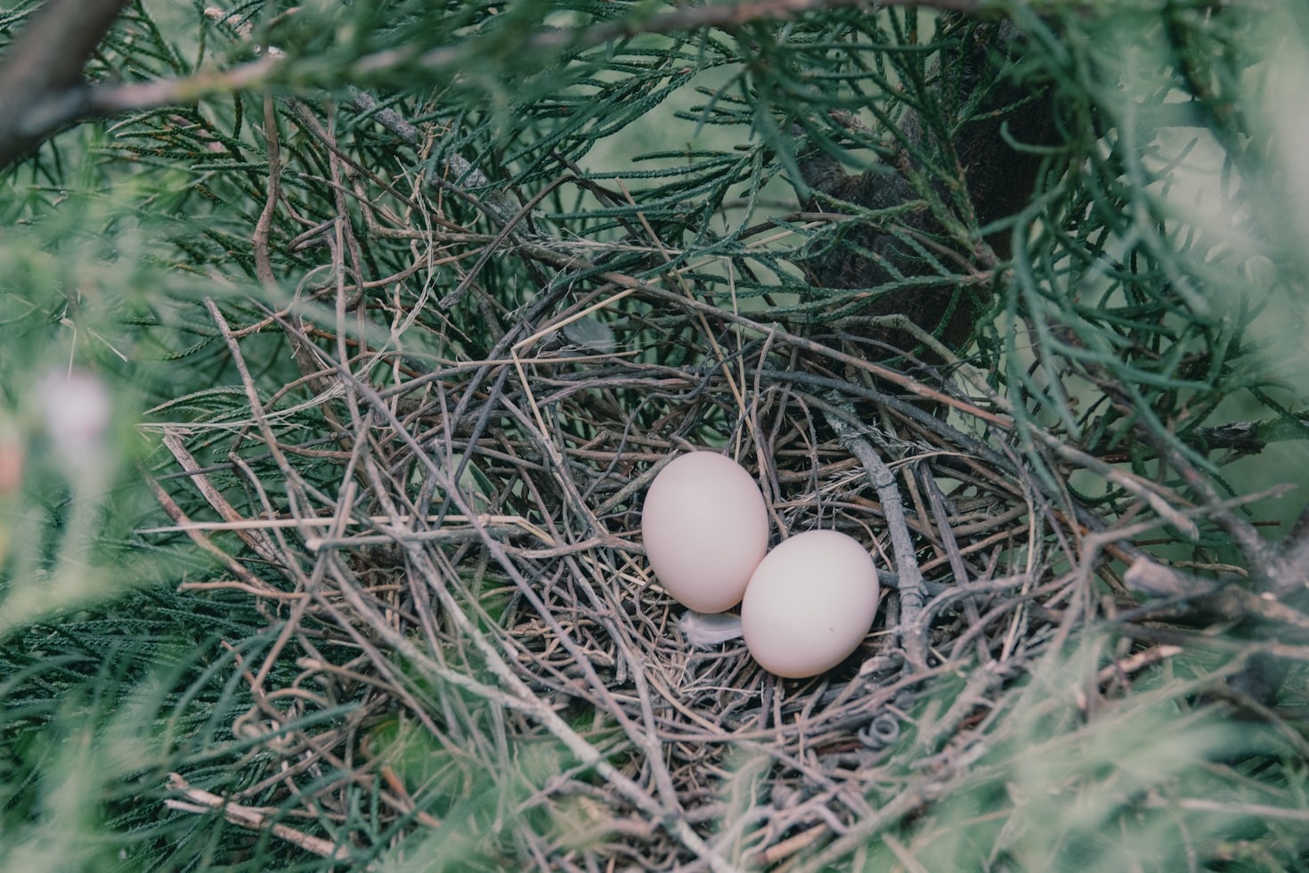 Meet the Birds: Hens, Quails, and Ducks